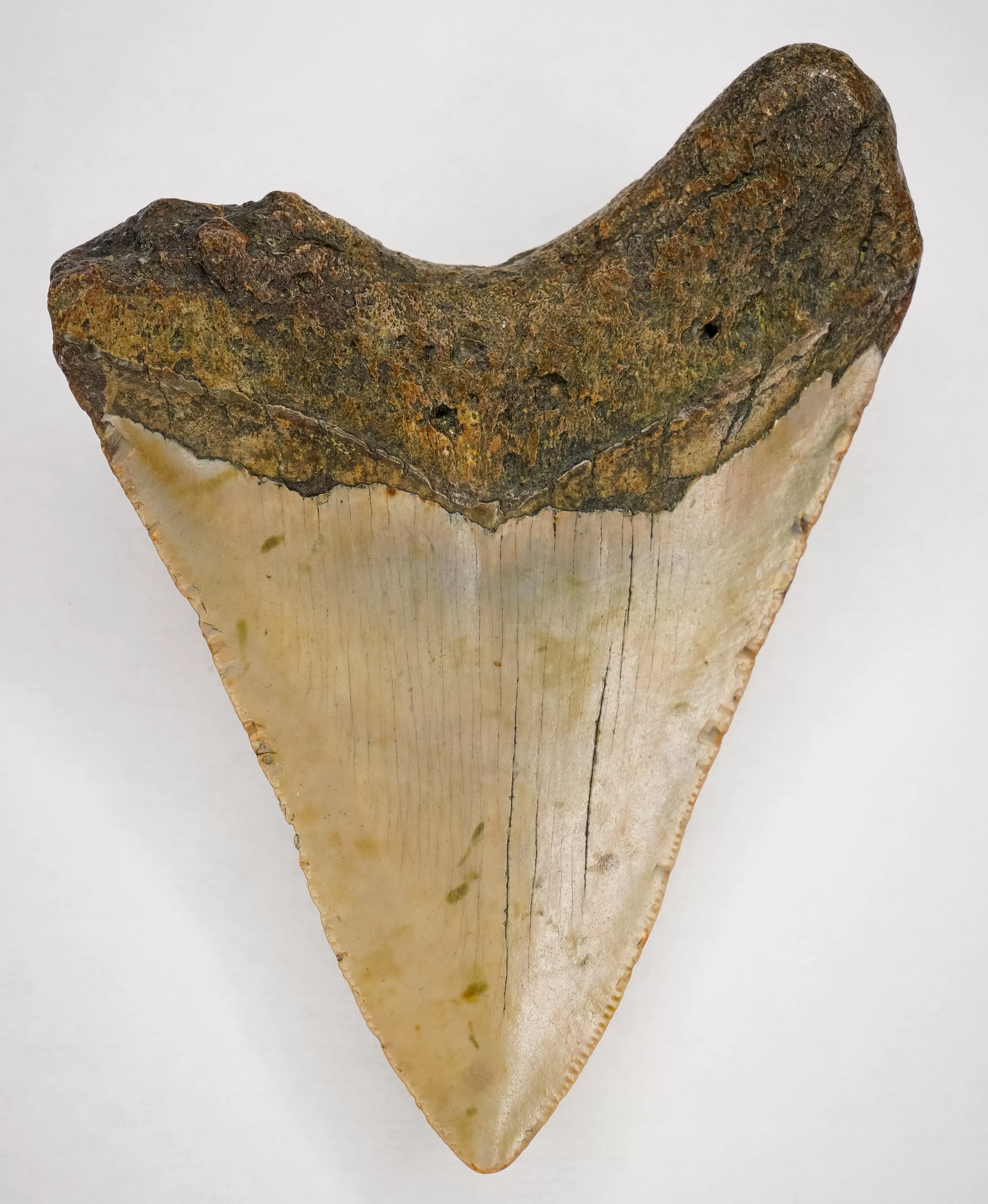 Megalodon Fossil   Authentic