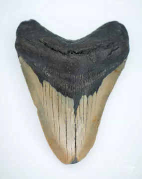 Megalodon Fossil Shark Tooth Authentic